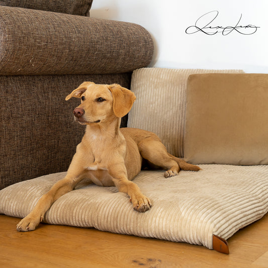 Premium Hundekissen